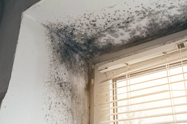 Affordable Attic Mold Remediation solutions in Dublin, GA