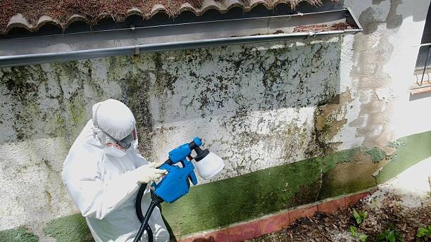 Top rated local Attic Mold Remediation specialists in Dublin, GA